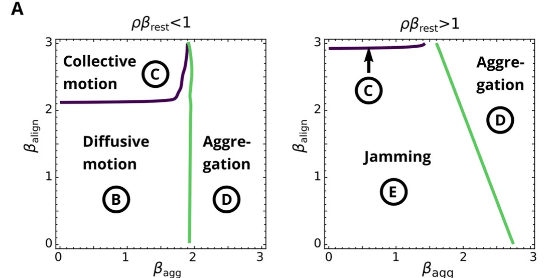 Two phase diagrams of a lattice-gas model, spanned by alignment and adhesion strength, showing regions of diffusive motion, collective motion, aggregation and jamming.