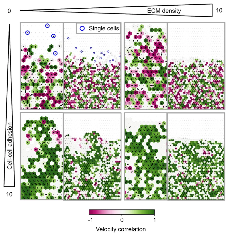 Grid of simulated invasion fronts: with low adhesion and low matrix density, cells scatter and single cells escape; with high adhesion, cells move as large coordinated groups.
